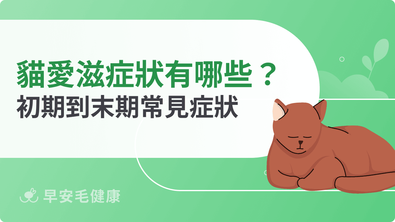 貓愛滋症狀有哪些?從初期到末期變化與常見臨床表現解析