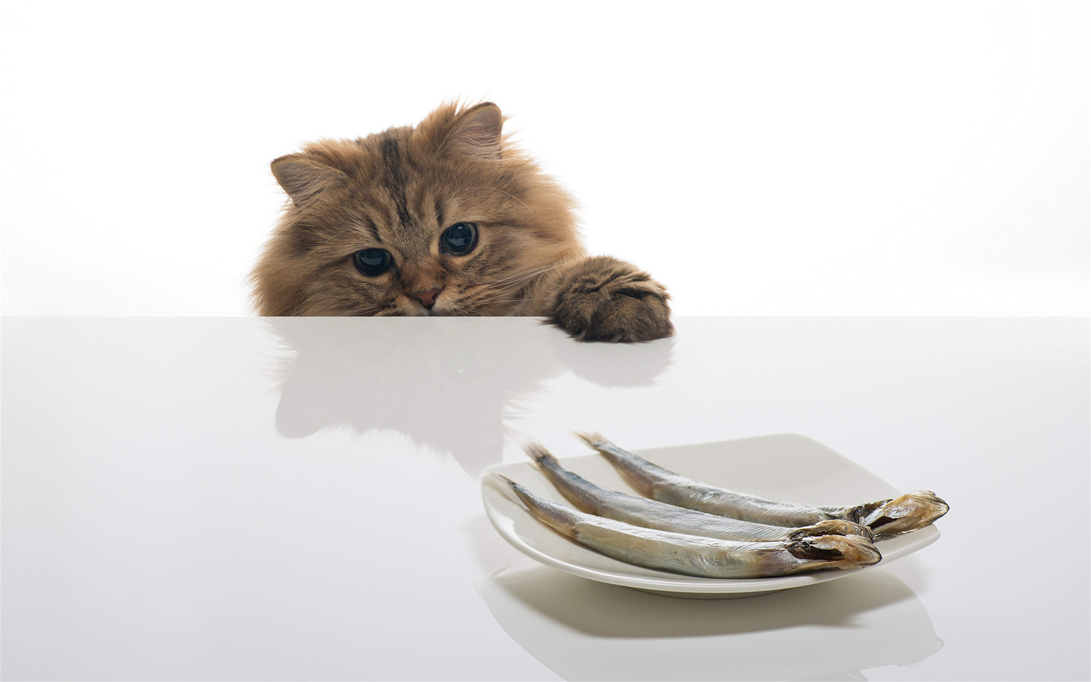 16. can-cats-eat-fish-2