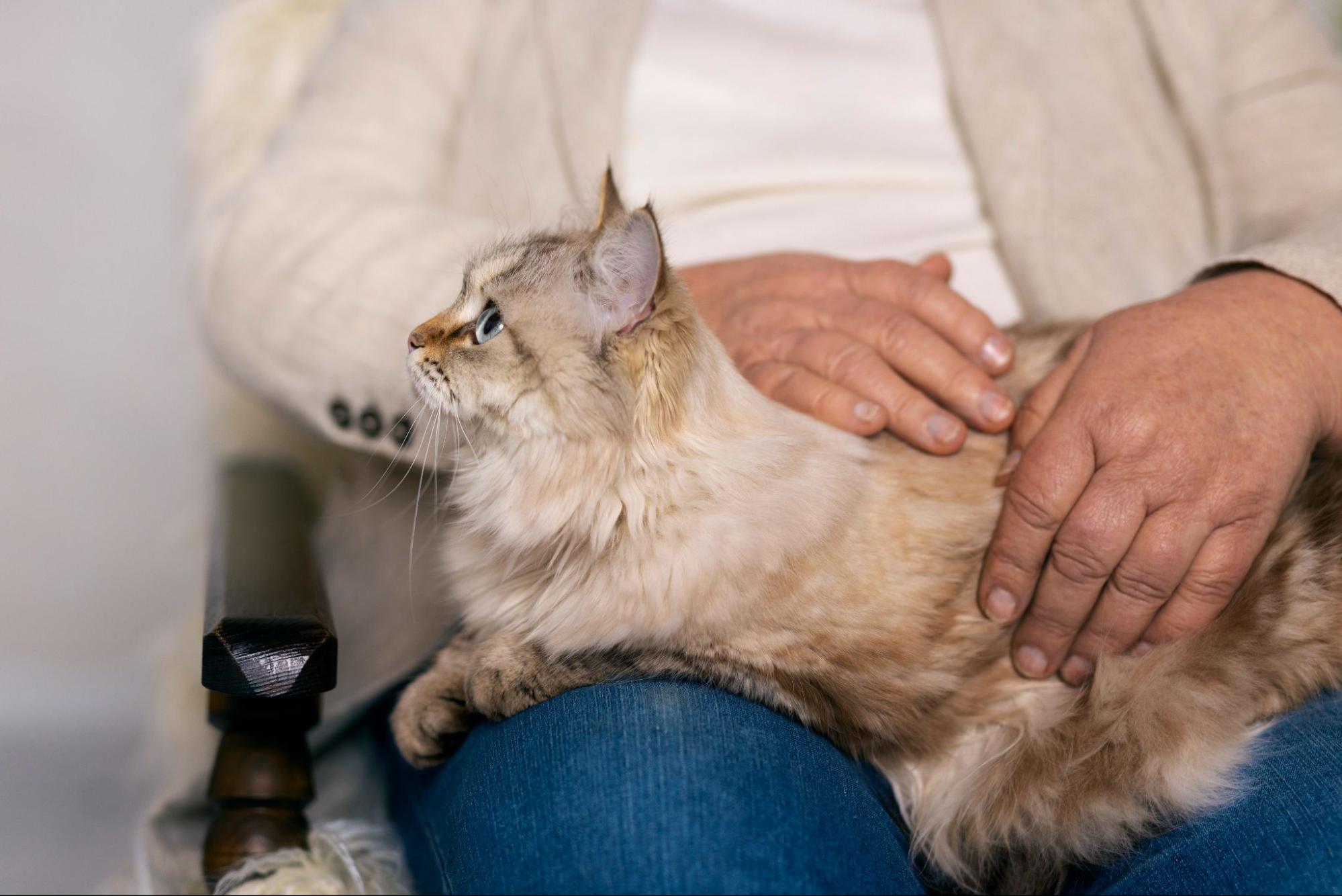 140. AI - What-to-do-if-you-find-a-cat