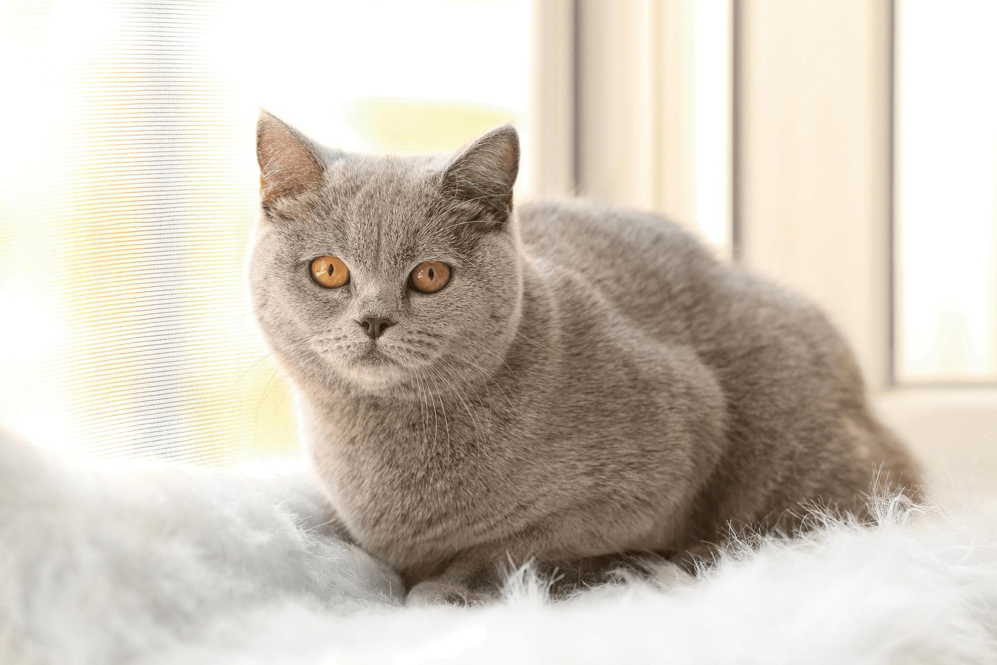 363. AI - british-vs-american-shorthair-1