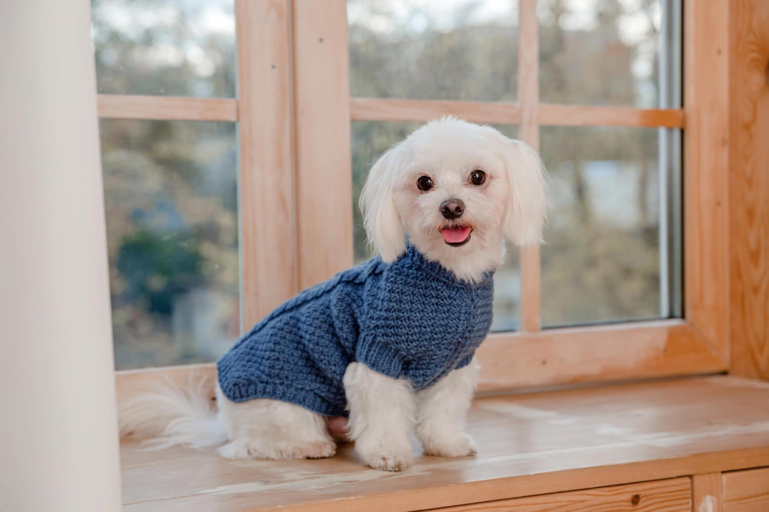 11.maltese-dog-guide-3