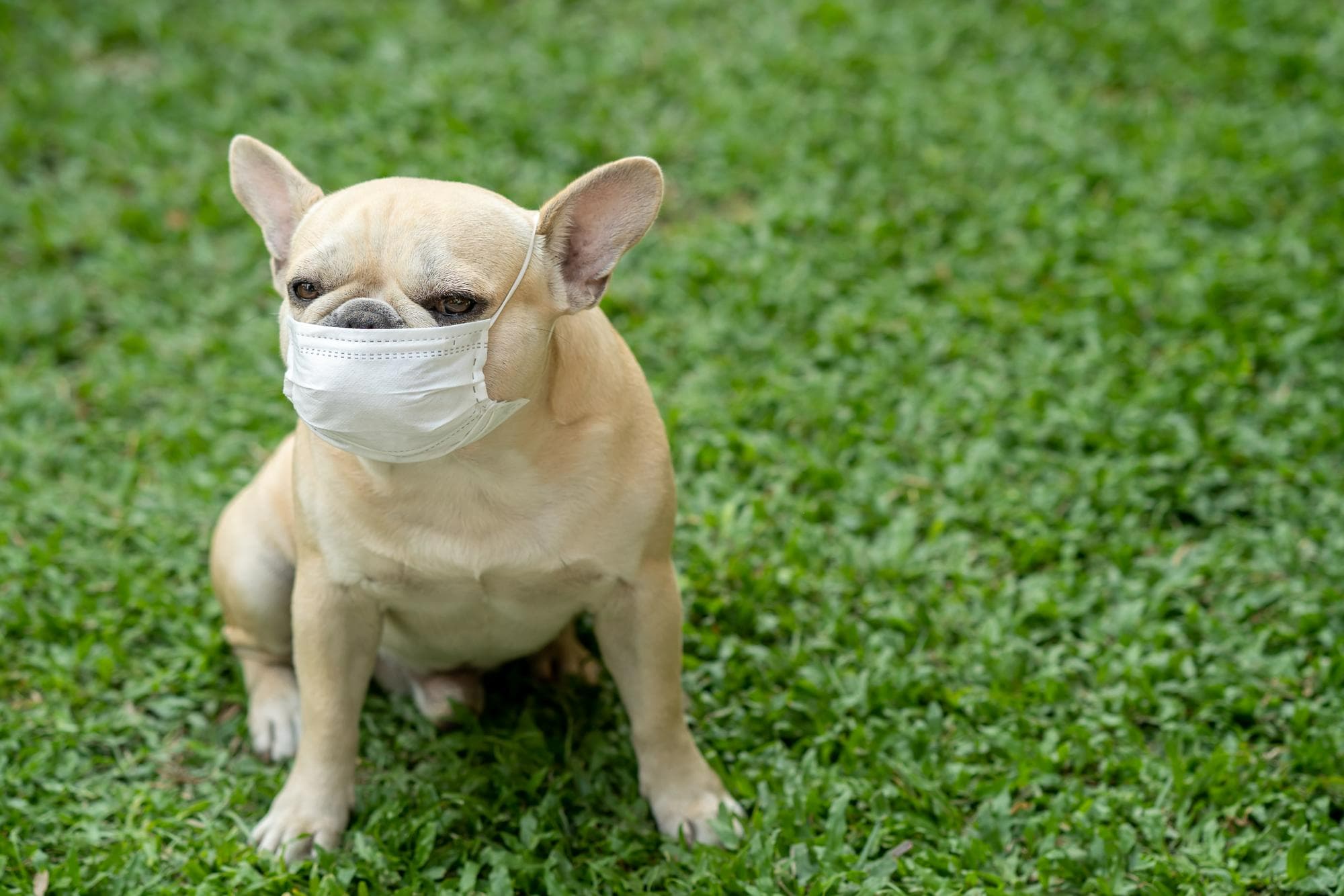 狗狗戴口罩站在草地上