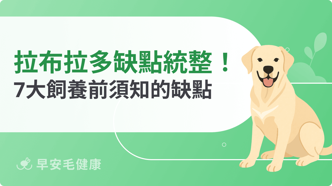 拉布拉多缺點一次看！食量驚人＋健康風險該如何應對？
