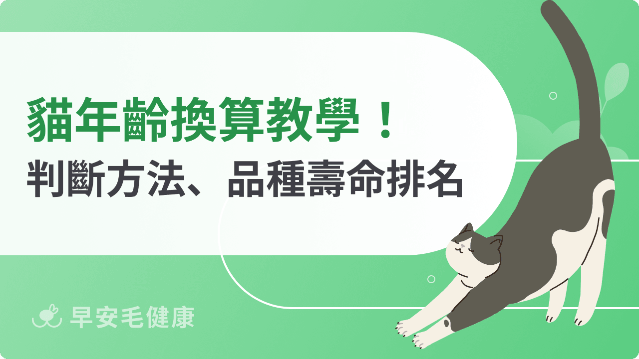 貓年齡換算大公開！從幼貓到老貓壽命、食慾變化全攻略