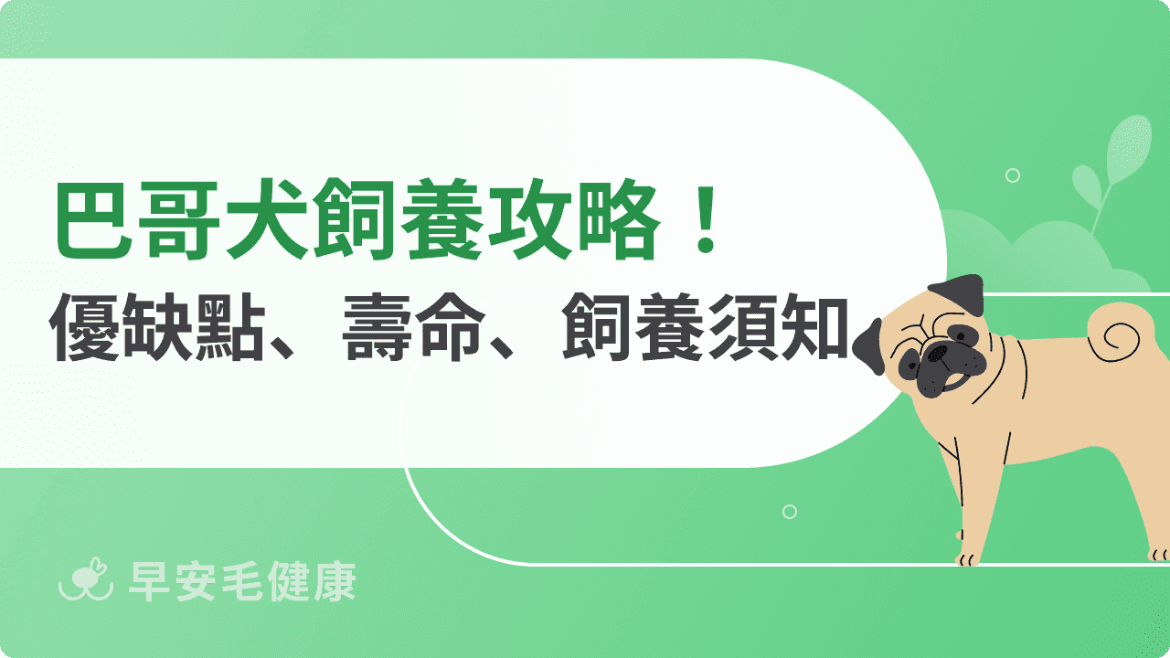 巴哥犬介紹｜巴哥價格、個性、壽命與照護重點全解析