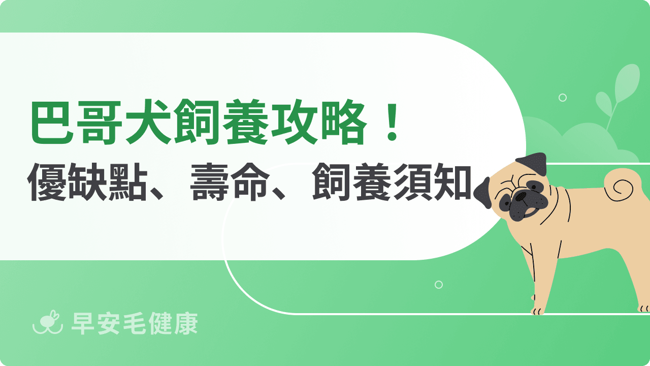 巴哥犬介紹｜巴哥價格、個性、壽命與照護重點全解析