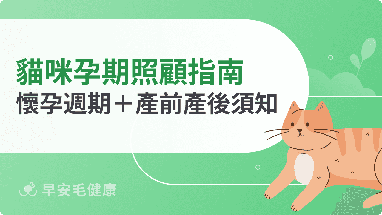 貓咪孕期照顧指南：懷孕週期＋產前產後須知大公開！