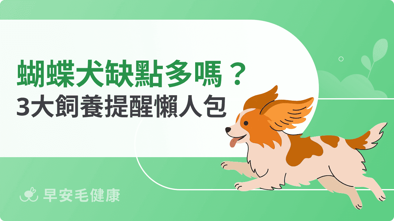 蝴蝶犬缺點詳解：毛髮保養、健康問題、社交挑戰的飼養提醒