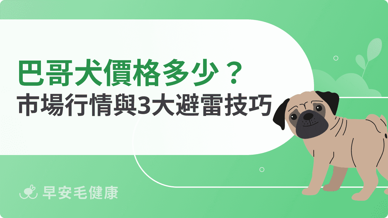 巴哥犬價格怎麼看？新手飼主必知的市場現況與避雷技巧