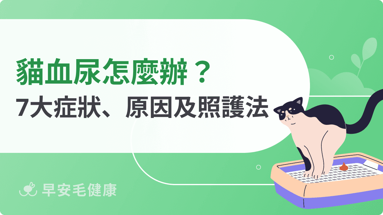 貓血尿怎麼辦？膀胱炎多久會好？貓血尿原因、症狀與治療