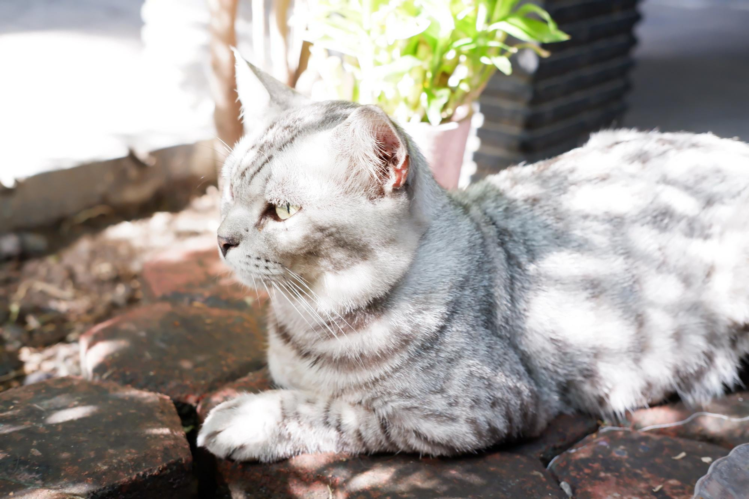 237. AI - american-shorthair-vs-munchkin-1