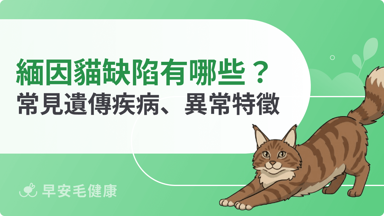 緬因貓缺陷有哪些？緬因貓遺傳疾病、異常特徵解析