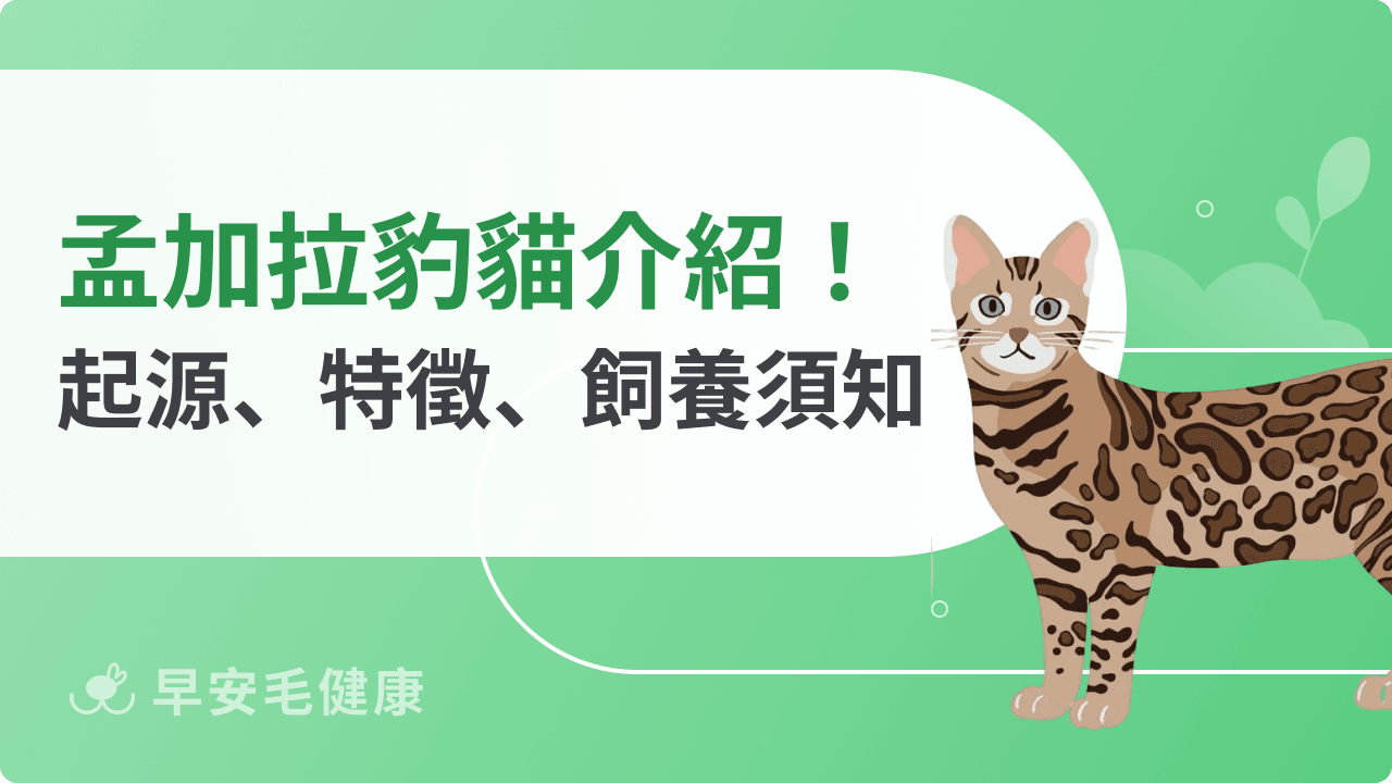 豹貓與石虎差在哪?孟加拉貓起源、特徵、個性、壽命與飼養全攻略