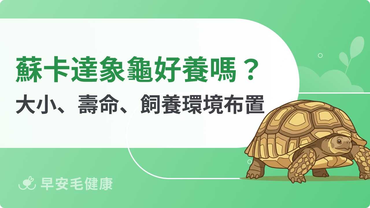 蘇卡達象龜：飼養前必看！大小、壽命、價錢、認養與照顧挑戰