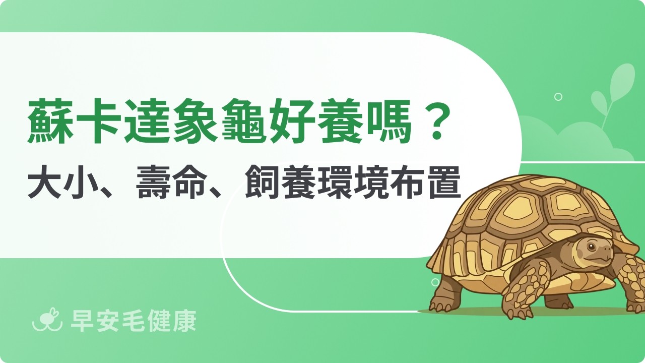 蘇卡達象龜：飼養前必看！大小、壽命、價錢、認養與照顧挑戰