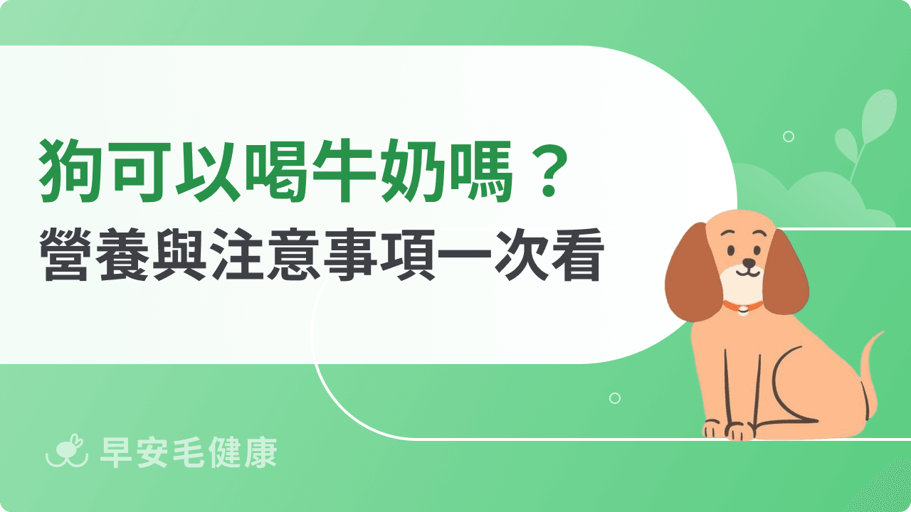 狗可以喝牛奶嗎?一次看懂營養價值與注意事項