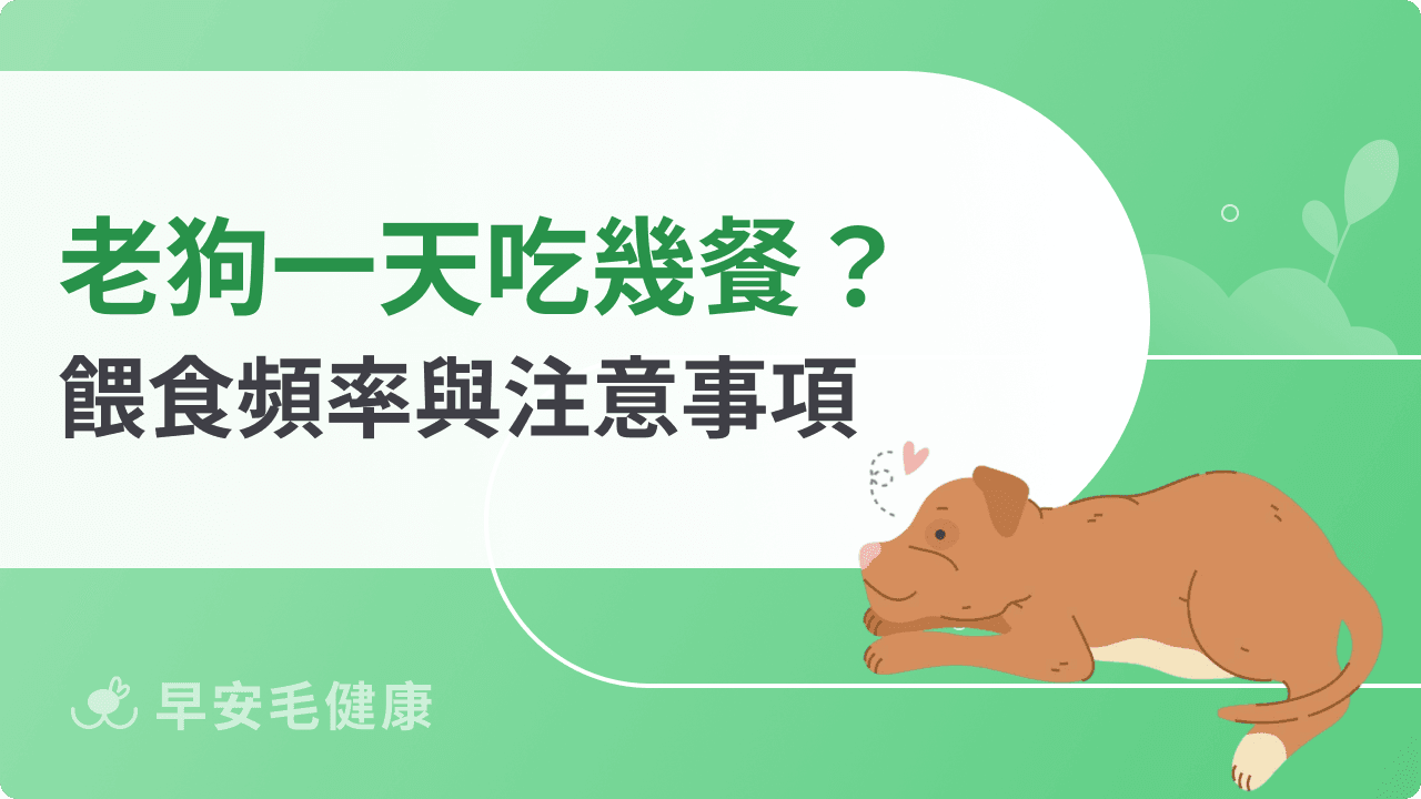老狗一天吃幾餐？餵食頻率、時間與注意事項一次看