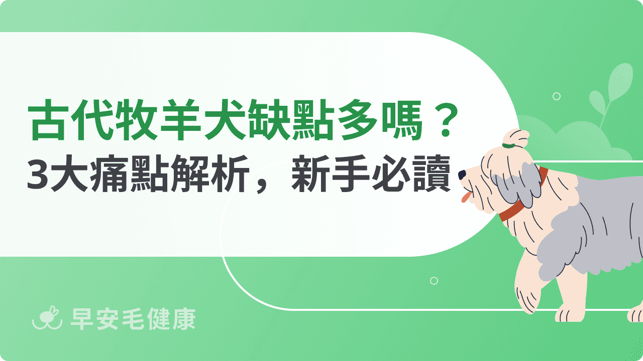 古代牧羊犬缺點一次搞懂：清潔保養、空間需求、體力負擔要考慮！