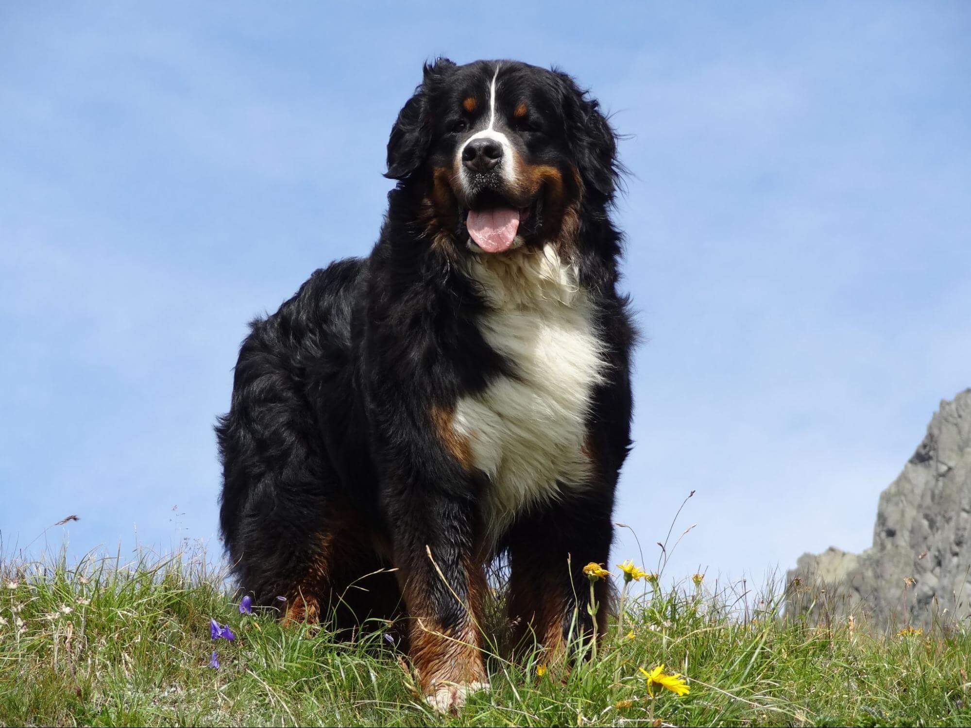 403. AI - bernese-mountain-dog-lifespan-1