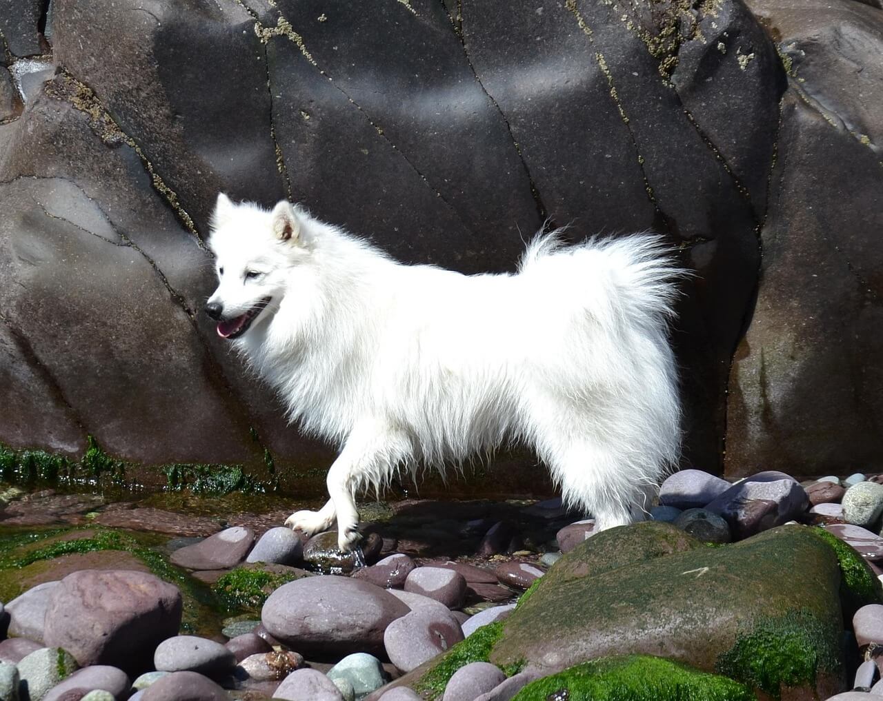 379. AI - japanese-spitz-lifespan-1