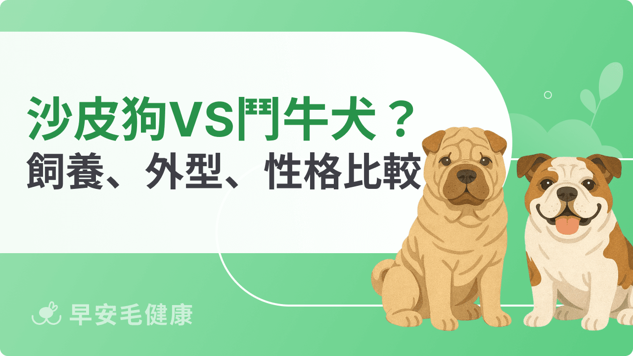 沙皮狗vs鬥牛犬完整對比：外型性格、飼養難度看過來！