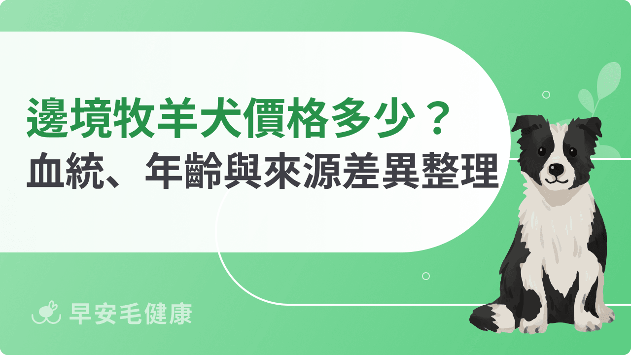 邊境牧羊犬價格多少?血統、年齡與來源差異一次看