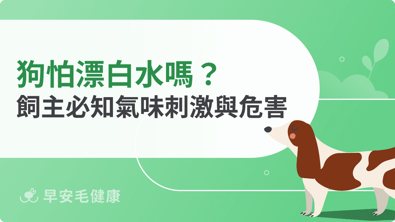 狗怕漂白水嗎？飼主必知氣味刺激與危害