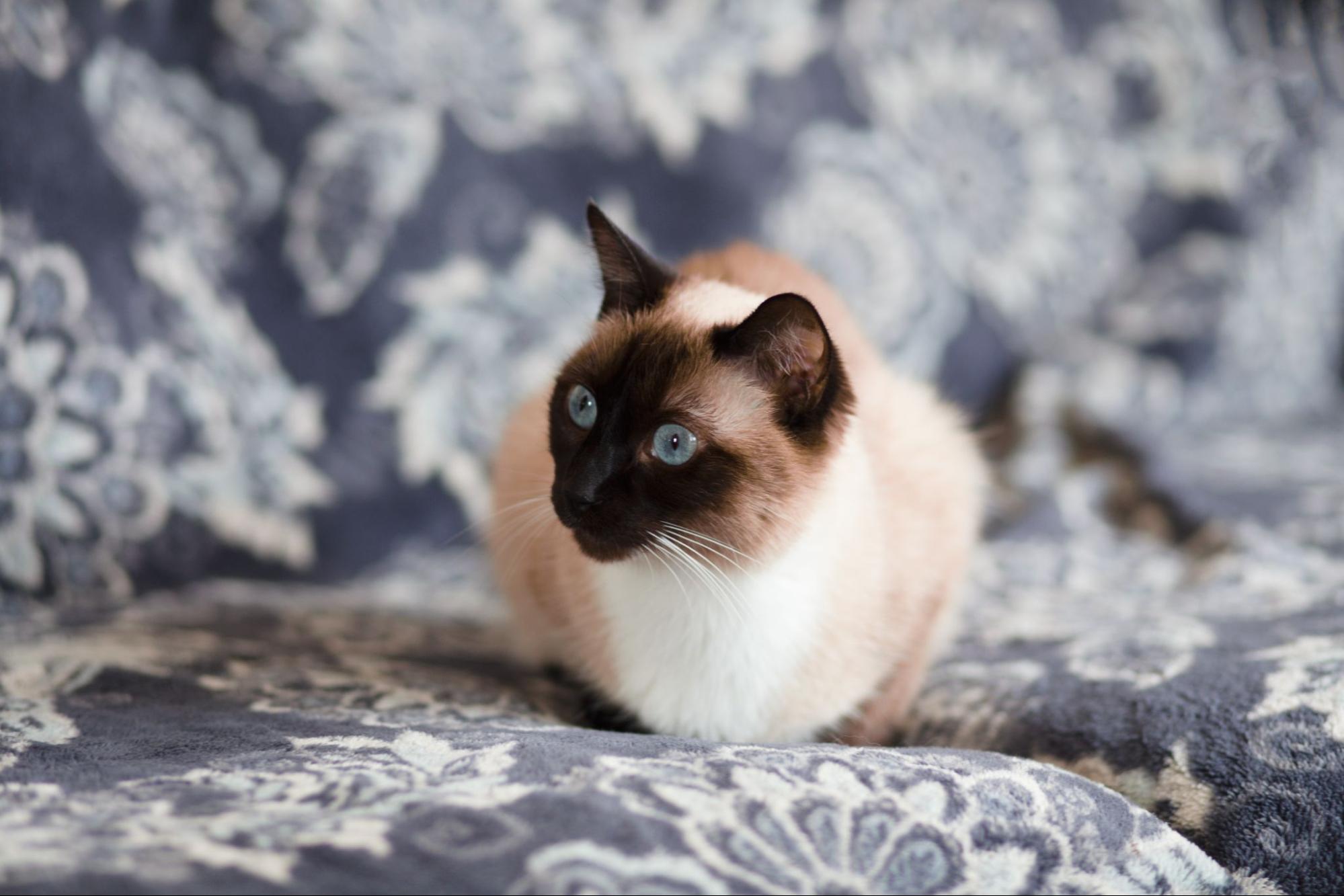 213. AI - siamese-cat-genetic-defects-1