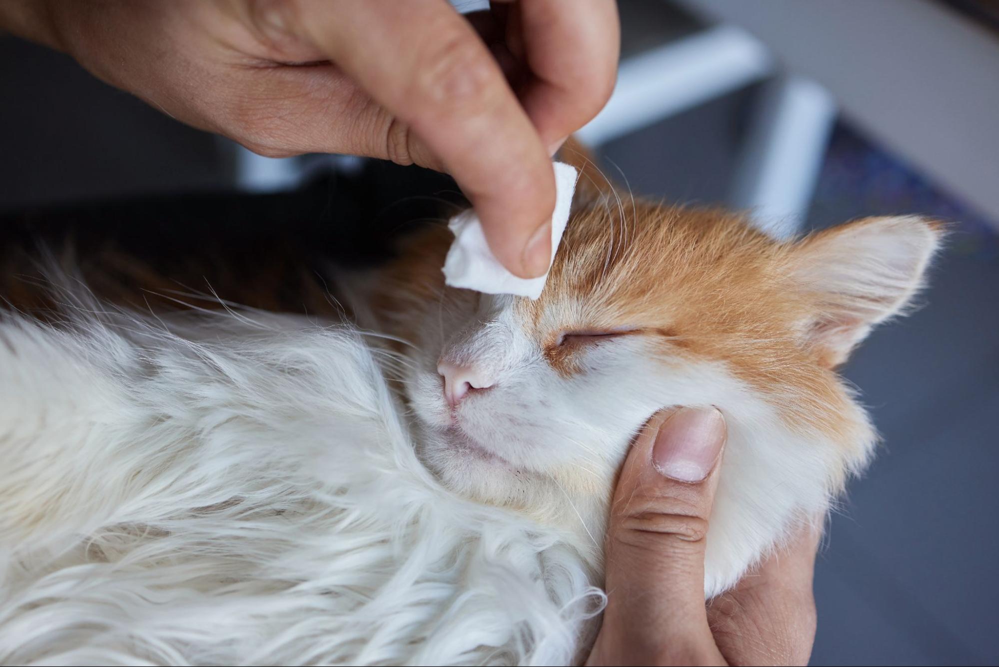 39.cat-feline-acne-3