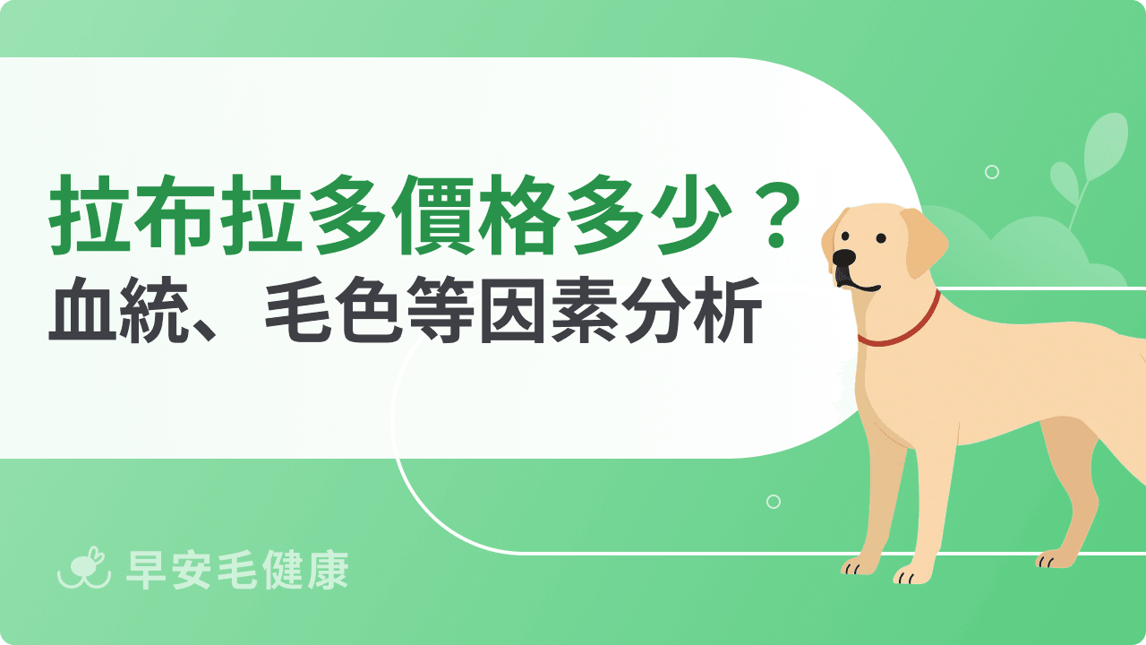 拉布拉多價錢全攻略：血統、毛色、管道3大影響因素一次解說