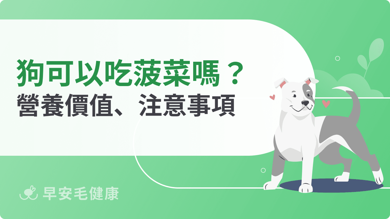 狗可以吃菠菜嗎？小心亂為恐傷腎，飼主必知餵食指南