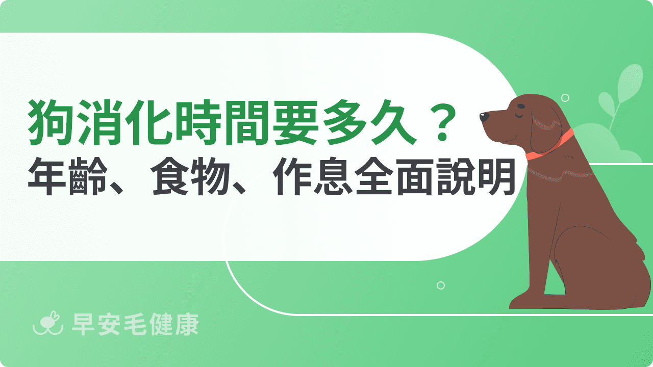 狗狗消化時間要多久？年齡、食物、作息全面說明
