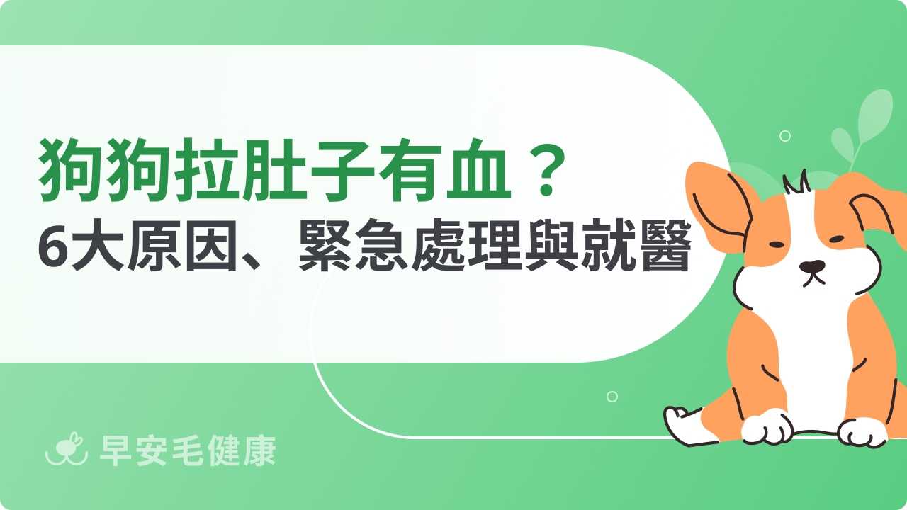 狗狗拉肚子有血怎麼辦？急救、就醫徵兆與原因