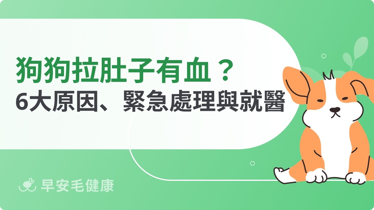 狗狗拉肚子有血怎麼辦？急救、就醫徵兆與原因