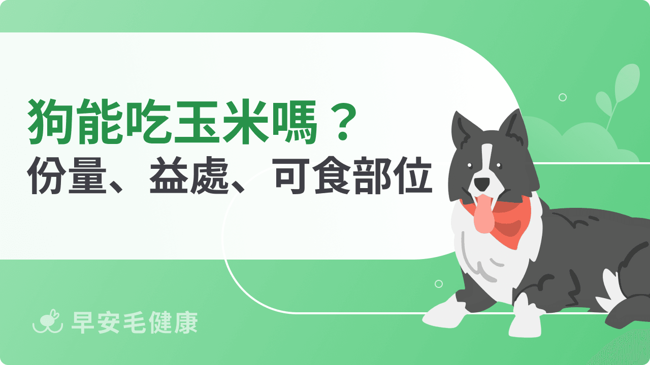 狗可以吃玉米嗎？玉米梗、玉米粒差在哪？正確餵食指南