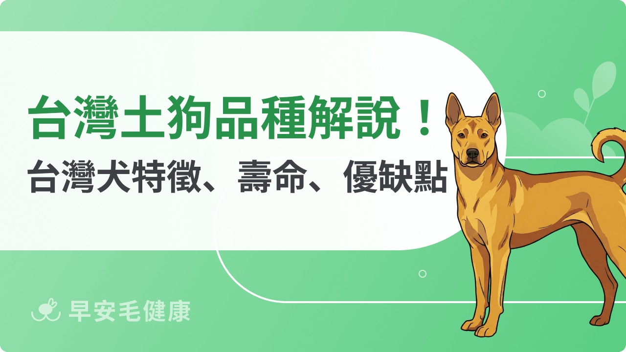 台灣土狗（台灣犬）與米克斯怎麼分？特徵、壽命與優缺點指南！