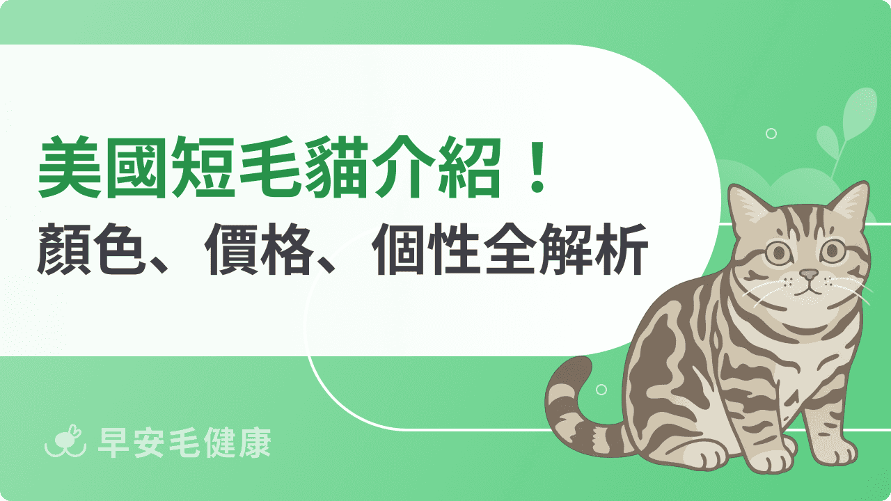 美國短毛貓｜美短價格、個性、壽命、常見疾病收錄