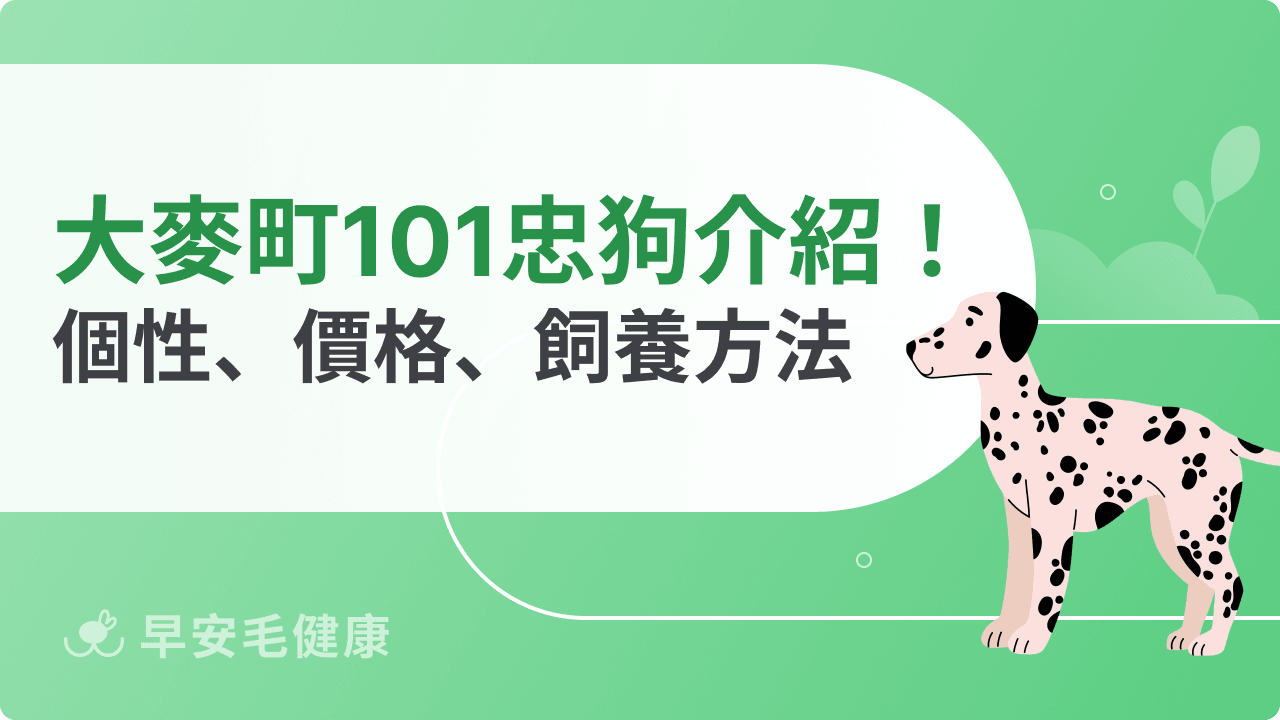大麥町 101 忠狗真面目：個性、壽命、價格與飼養須知全解析！
