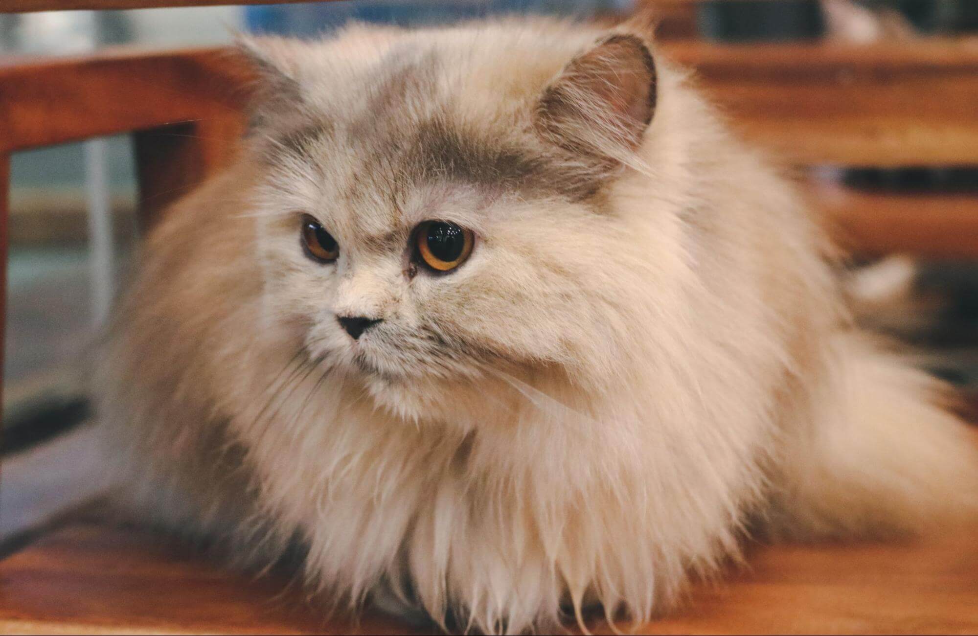 254. AI - siamese-vs-persian-cat-1