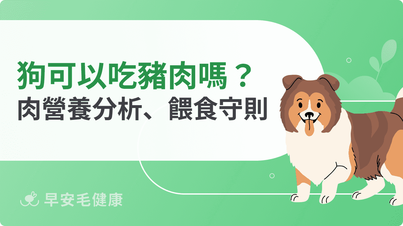 狗可以吃豬肉嗎？帶你認識狗狗吃肉營養價值、正確餵食守則