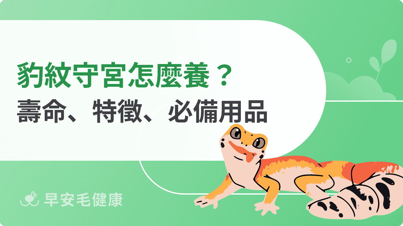 豹紋守宮怎麼養?守宮壽命、價格、特徵與新手飼養須知