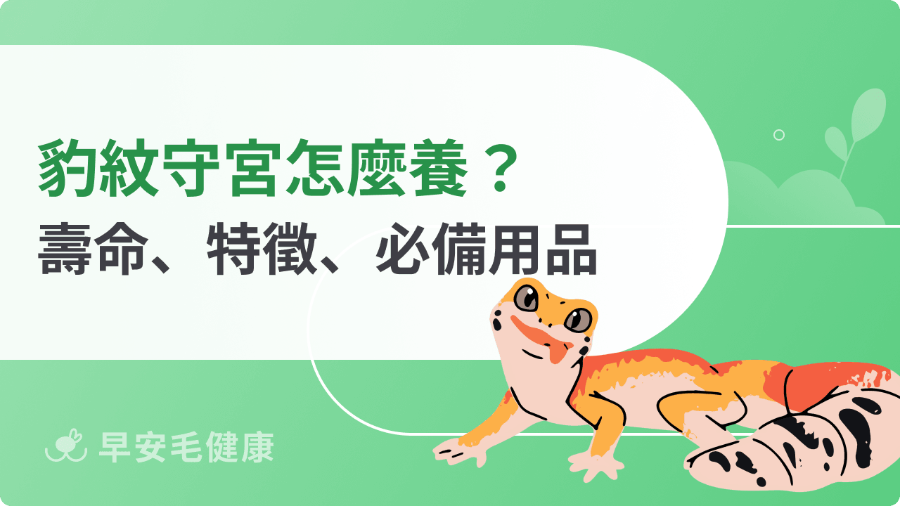 豹紋守宮怎麼養?守宮壽命、價格、特徵與新手飼養須知