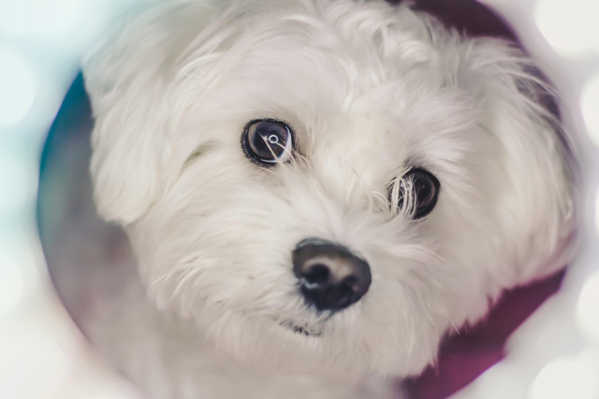 264. AI - how-to-care-for-a-maltese-puppy-1