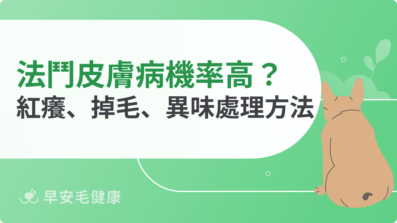 法鬥皮膚病機率高嗎？紅癢、掉毛、異味出現時你該採取的行動