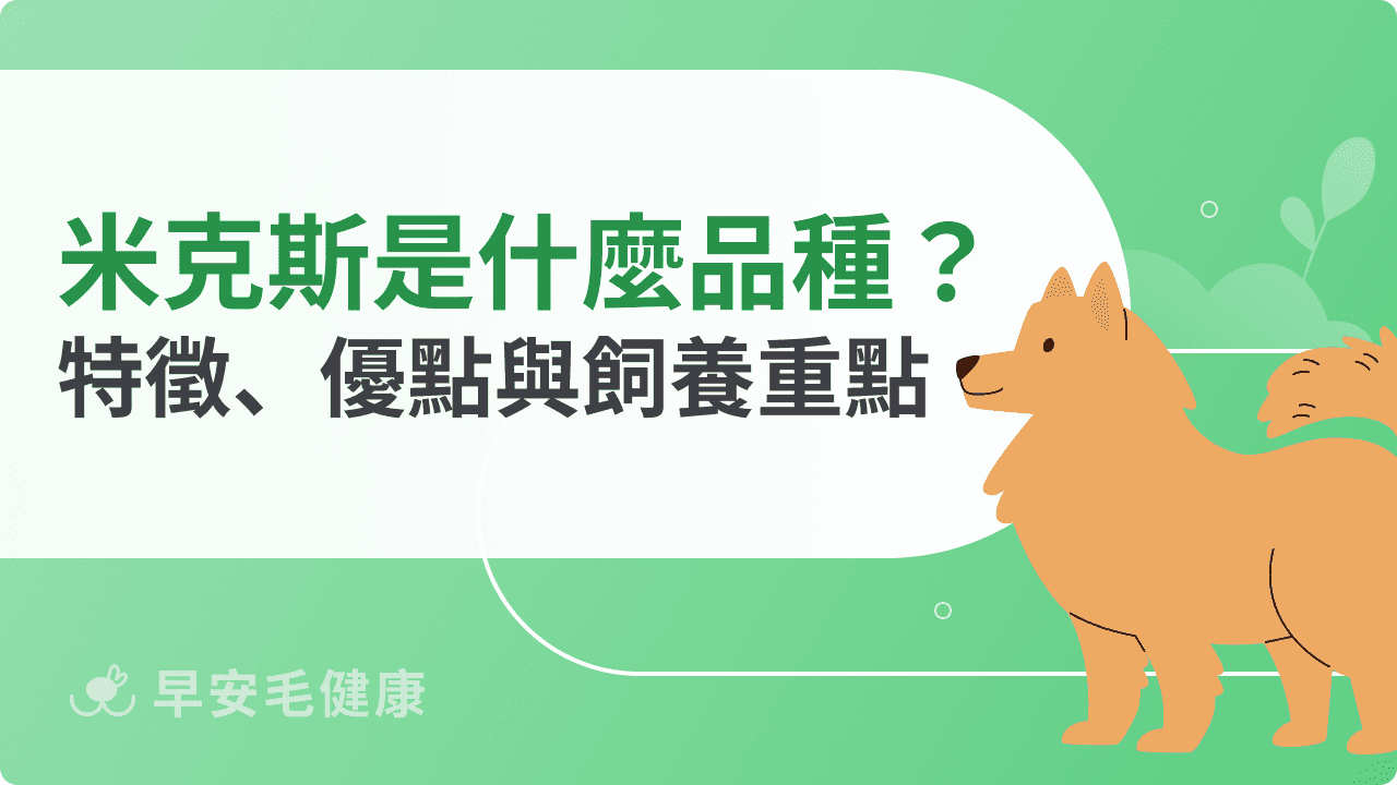 米克斯是什麼品種？外型特徵、性格優點與飼養重點全解析