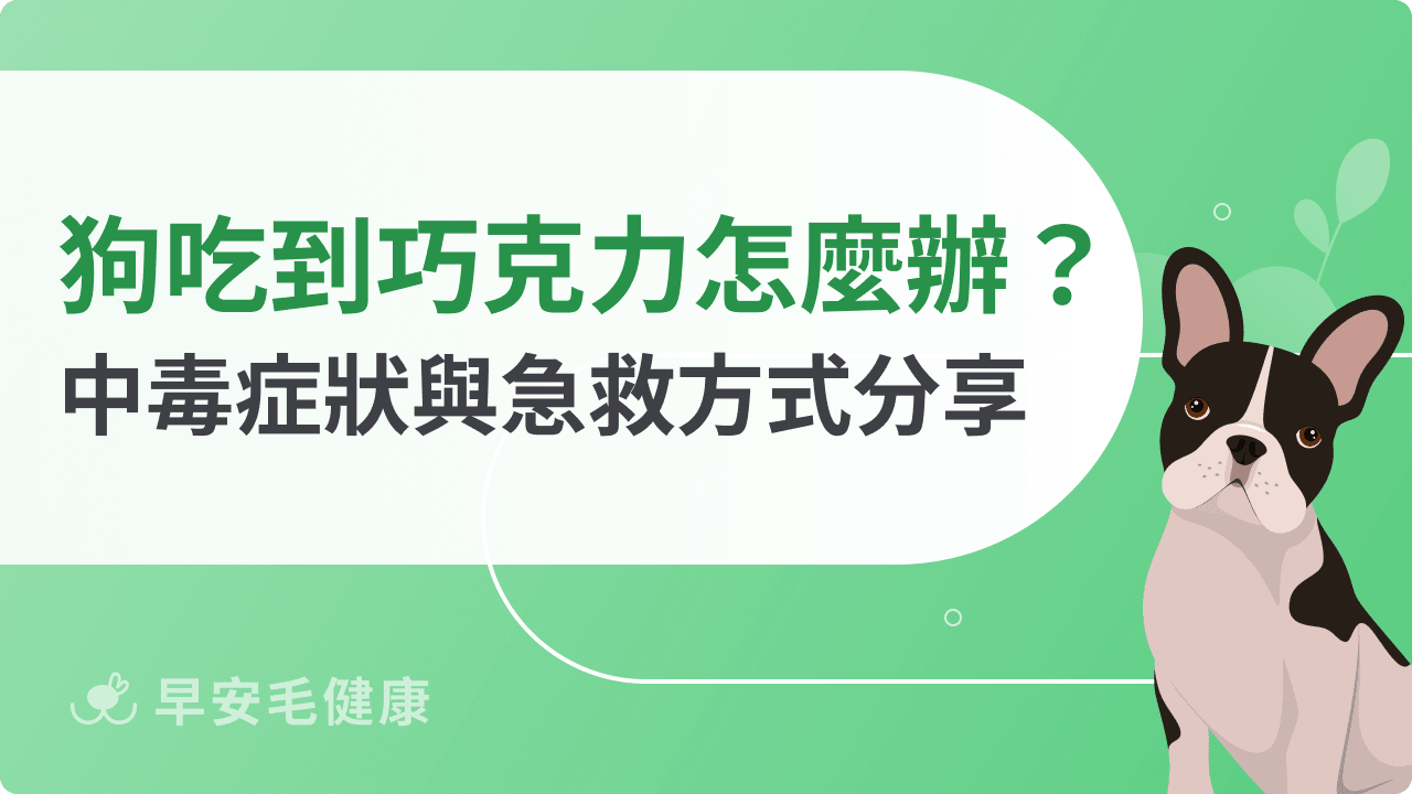 狗狗不小心吃到一點點巧克力？黃金處理3步驟與就醫時機
