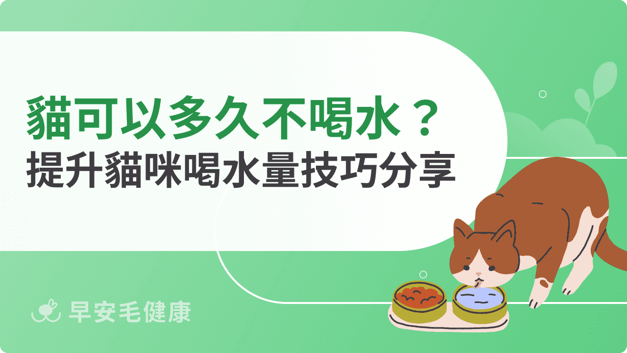 貓咪可以多久不喝水？如何讓貓咪喝水？提升貓咪喝水量技巧分享