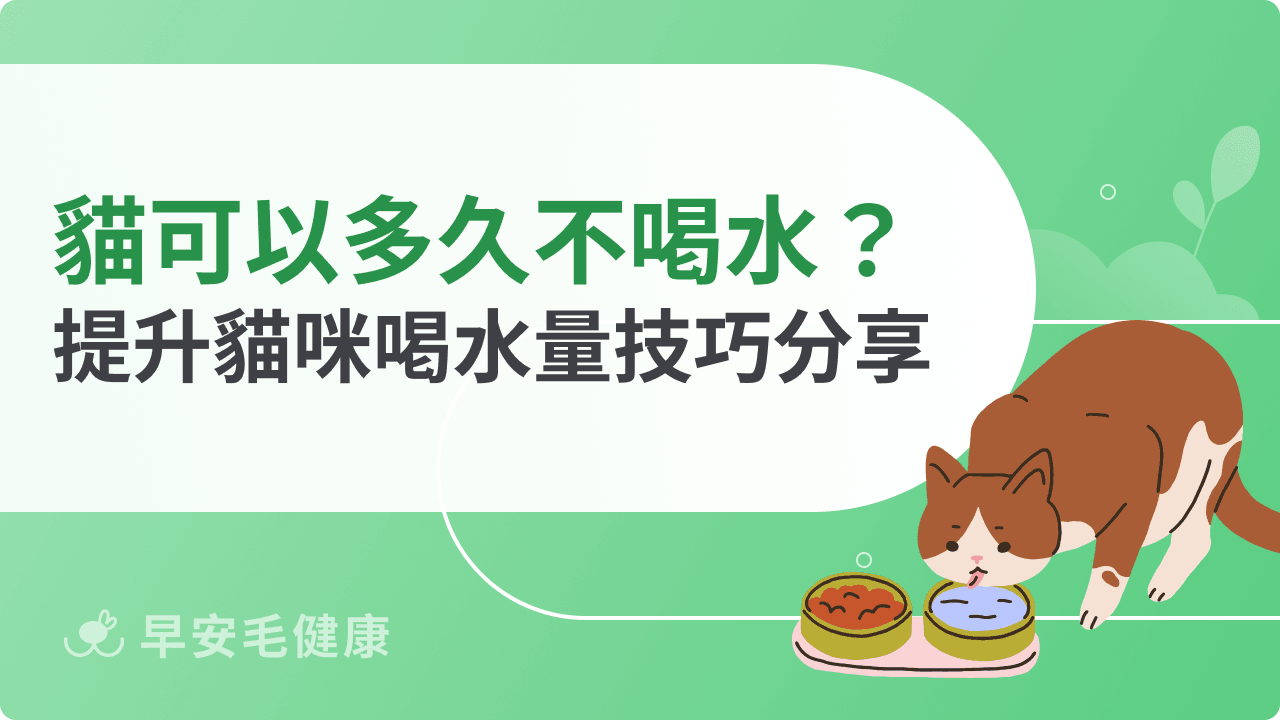 貓咪可以多久不喝水？如何讓貓咪喝水？提升貓咪喝水量技巧分享