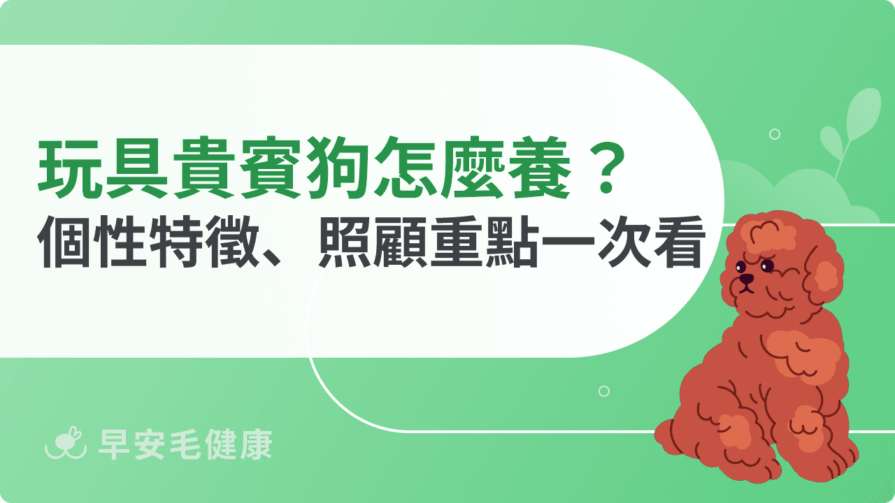 玩具貴賓狗怎麼養？個性特徵、照顧重點一次看