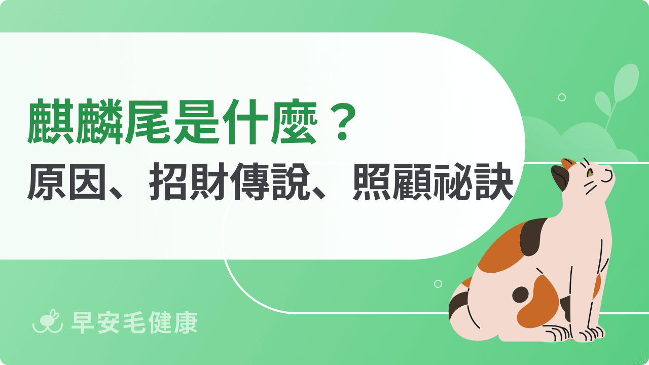 麒麟尾貓會招財嗎?麒麟尾傳說、個性、意思與出現機率解析
